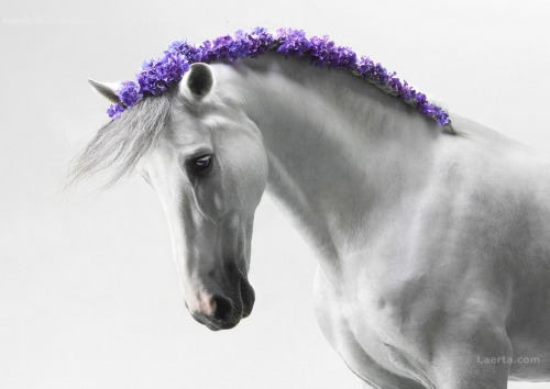 lorijoloveshorses:  floralls:   imagination by Svetlana Petrova     Gorgeous Horses!!! Love this! 