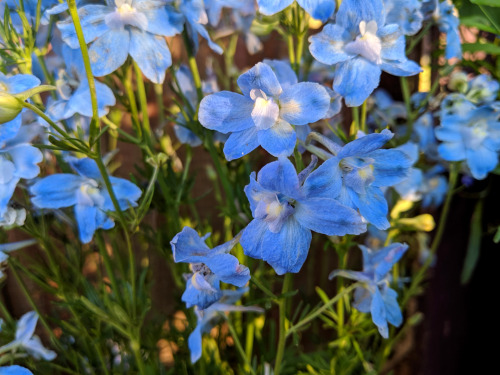 True Blue Flowers at the allotment /part 2I’ve complained over and over about how I missed having th