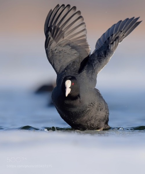 Eurasian Coot by muratca