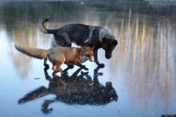 The Fox & the Shepard. Beautiful friends.