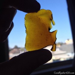 coralreefer420:  Setting Shatterday on fire with Agent Orange @firetypeextracts! Snagged this gram while at iMedz and saved it to enjoy right now.