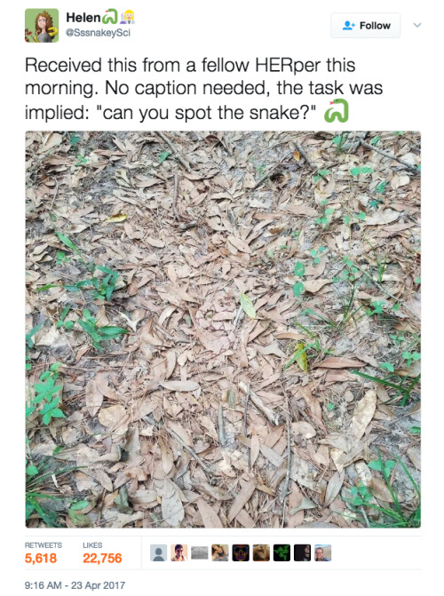 fuckyeahherpetology: buzzfeed: People Are Going Nuts Trying To Find The Hidden Snake In This Photo A