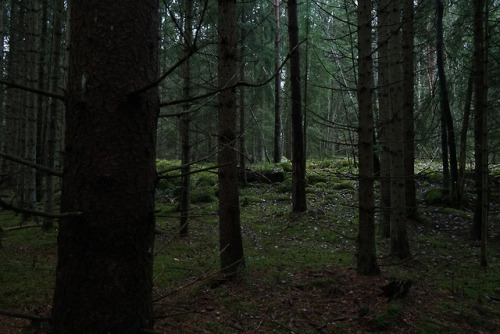 swedishlandscapes: Skogen, mitt andra hem.