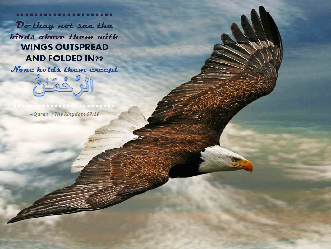 Ar-Rahman Submitted by back2theQuran - Inspirational Islamic Quotes