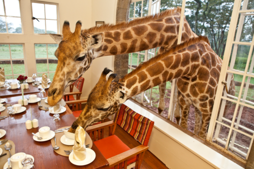end0skeletal:  Ten giraffes roam the grounds freely at Giraffe Manor in Nairobi (Full Story Here)