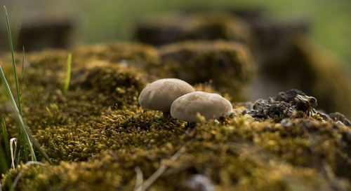 Magic Shrooms by Horst Karban on Flickr.
