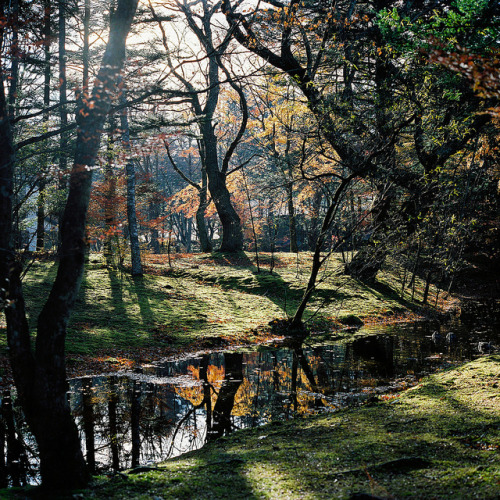 Rolleiflex Karuizawa