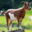 goat-of-vociferation