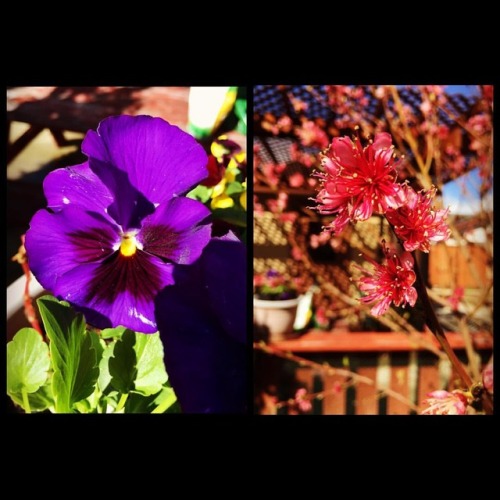 #primavera #spring #prettyflowers (at Hacienda Pèrez-Garcia)