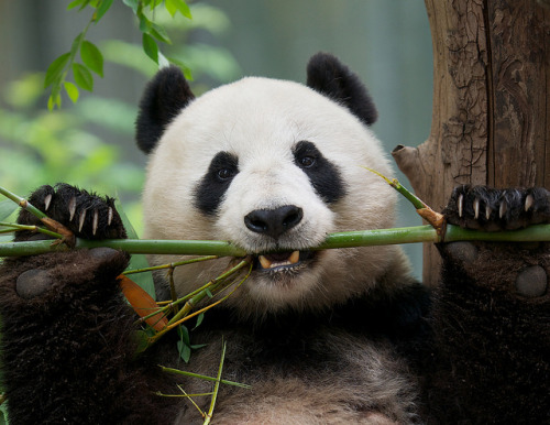 sdzoo:  The Beautiful Bai Yun by Mollie Rivera