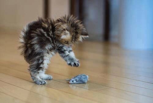 Kitteh Kats