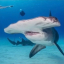 iheartoceananimals