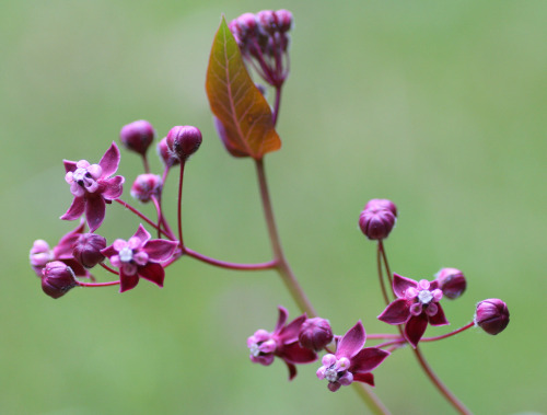 Asclepias cordifolia, heart-leaf milkweed