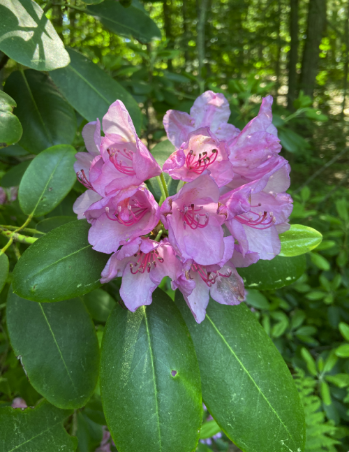 Little outing today to Garden in the Woods. Lots of pretty flowers. (And turtles and frogs that did 