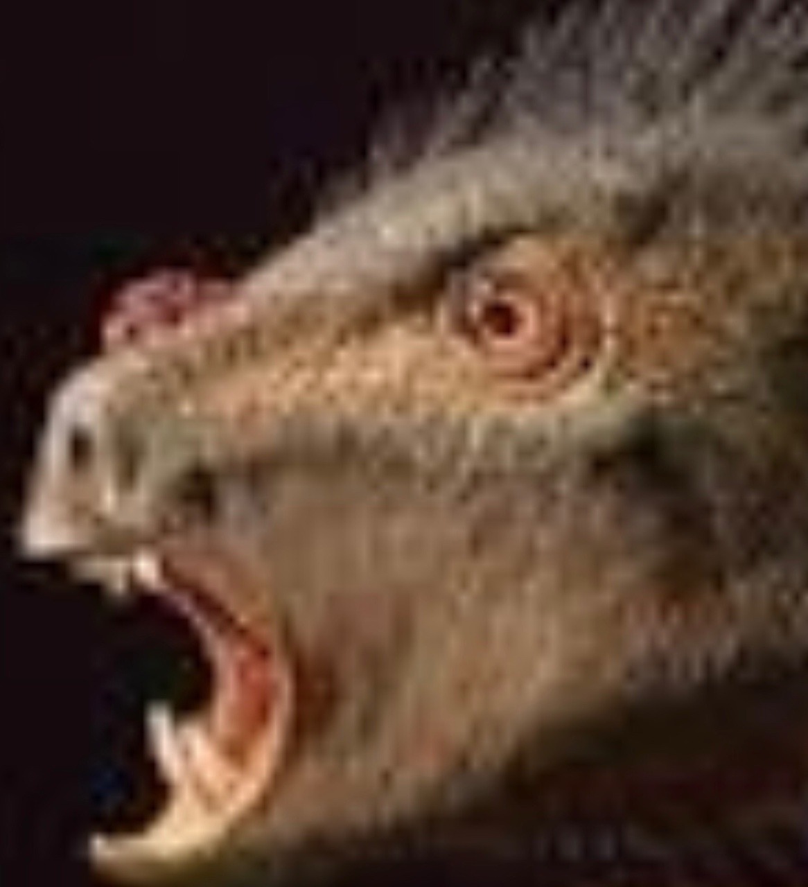 kittymkatt:  craigginz:  skarchomp:  when ur straight friend about to do something