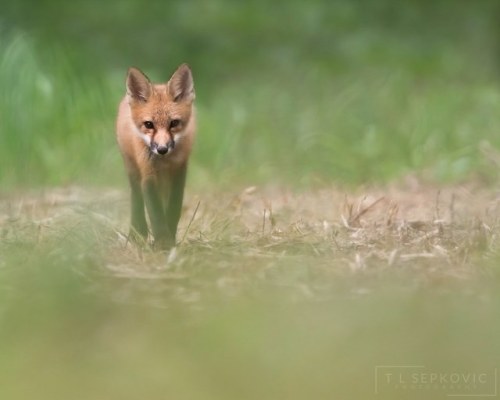 Innocence by T L Sepkovic I sense a wariness in mature foxes but an innocent curiousity with the kit