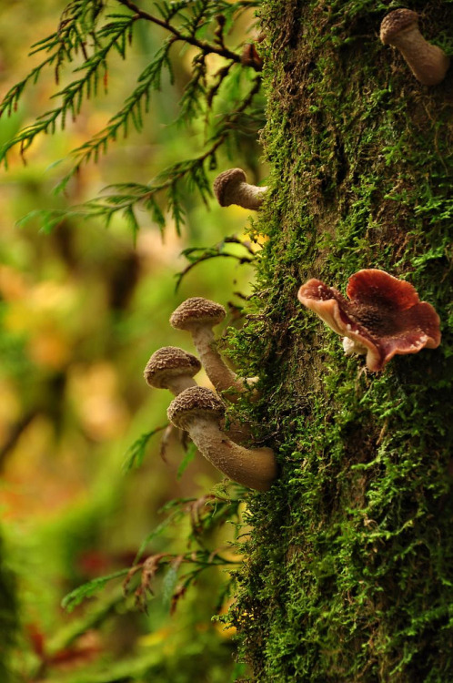 faerieforests:Mushrooms on a tree by Cheryl