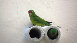 rabbitcruiser: Mitred Parakeets, Miami Beach  What do you think about my pics?   