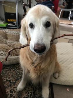 awwww-cute:  Meet Bridget, she is 13 and