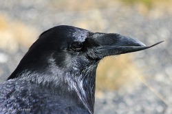 twofacedsheep:  Common Raven with a deformed