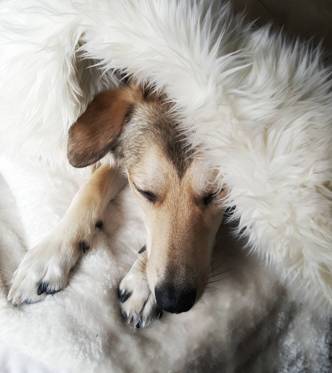 I keep asking her to get out of bed. But she just keeps sleeping&hellip;. #ladystellaboo