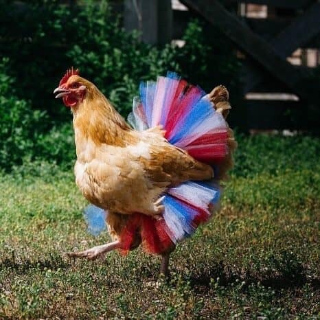 instructor144: seek-learn-grow: @instructor144 - do the Ladies have their Halloween costumes yet? I 