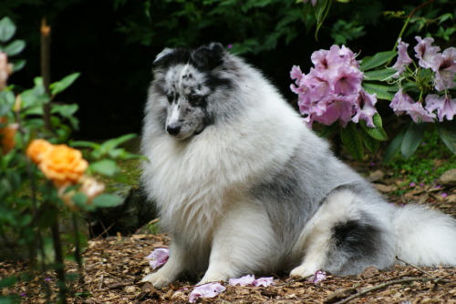 running-dog:  Coba and flowers.  He is a fluffy little garden spirit.  …also, I love both this rhododendron and this rose.  It is really great to have them both blooming at once! 