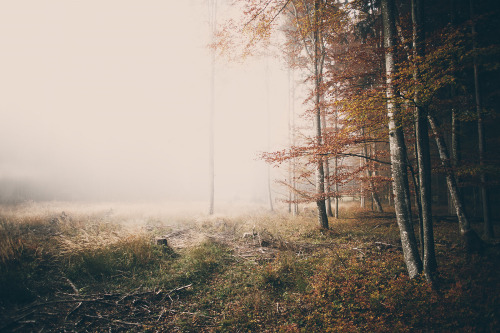 tulipnight:waving goodbye by Wolfgang Schrittwieser