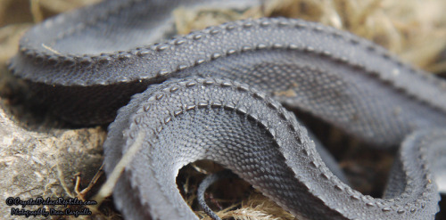 superstace:scales-and-fangs:Dragon Snake (Xenodermus javanicus)Holy shit what a beautiful baby!