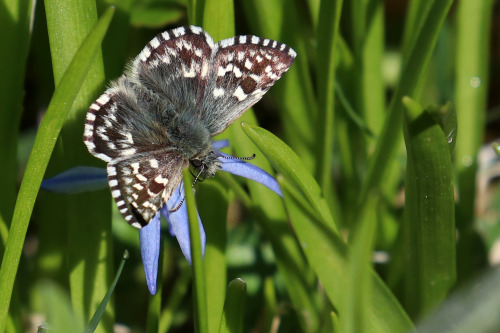 Too much work and far too little time for nature at the moment but here we have a few quick snapshot