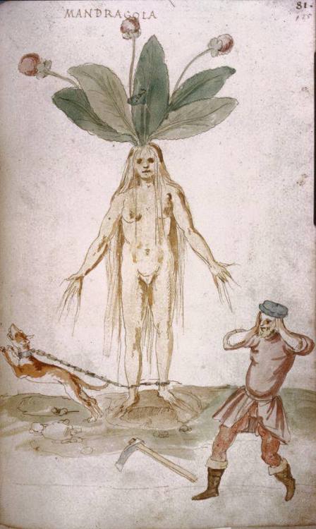 folkhorrorrevival - Mandrake by Heinrich Kull Maurer, 1515