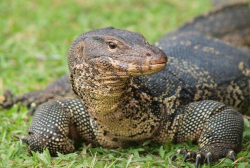 Asian Water Monitor - O Lympus