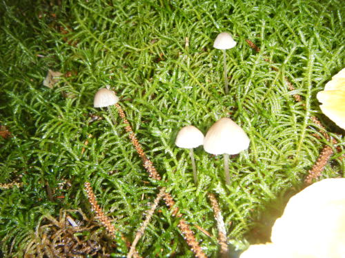 bodandrage:I found a load of mushrooms on my walk. Top and bottom were in deciduous woodland, the re