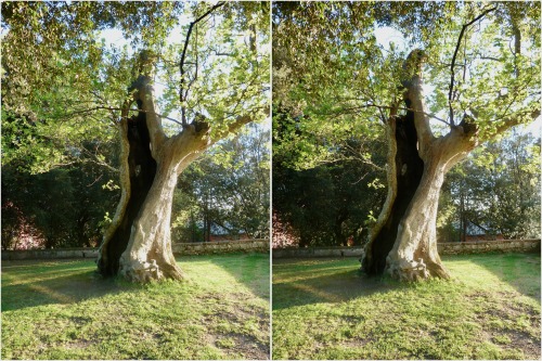 Hollowed Three-D A lightning struck tree sparkles on during golden hour. On the grounds of the Villa