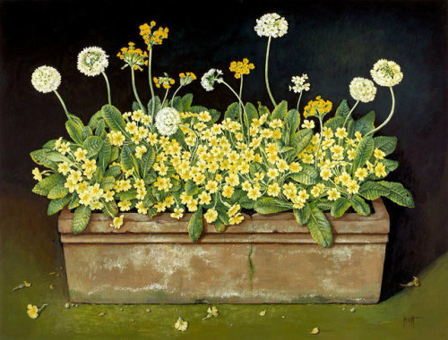 pagewoman:  Wild Primroses ~ Jose Escofet