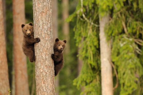 Porn Pics fuck-yeah-bears:  Bear cubs / Cuccioli d'orso