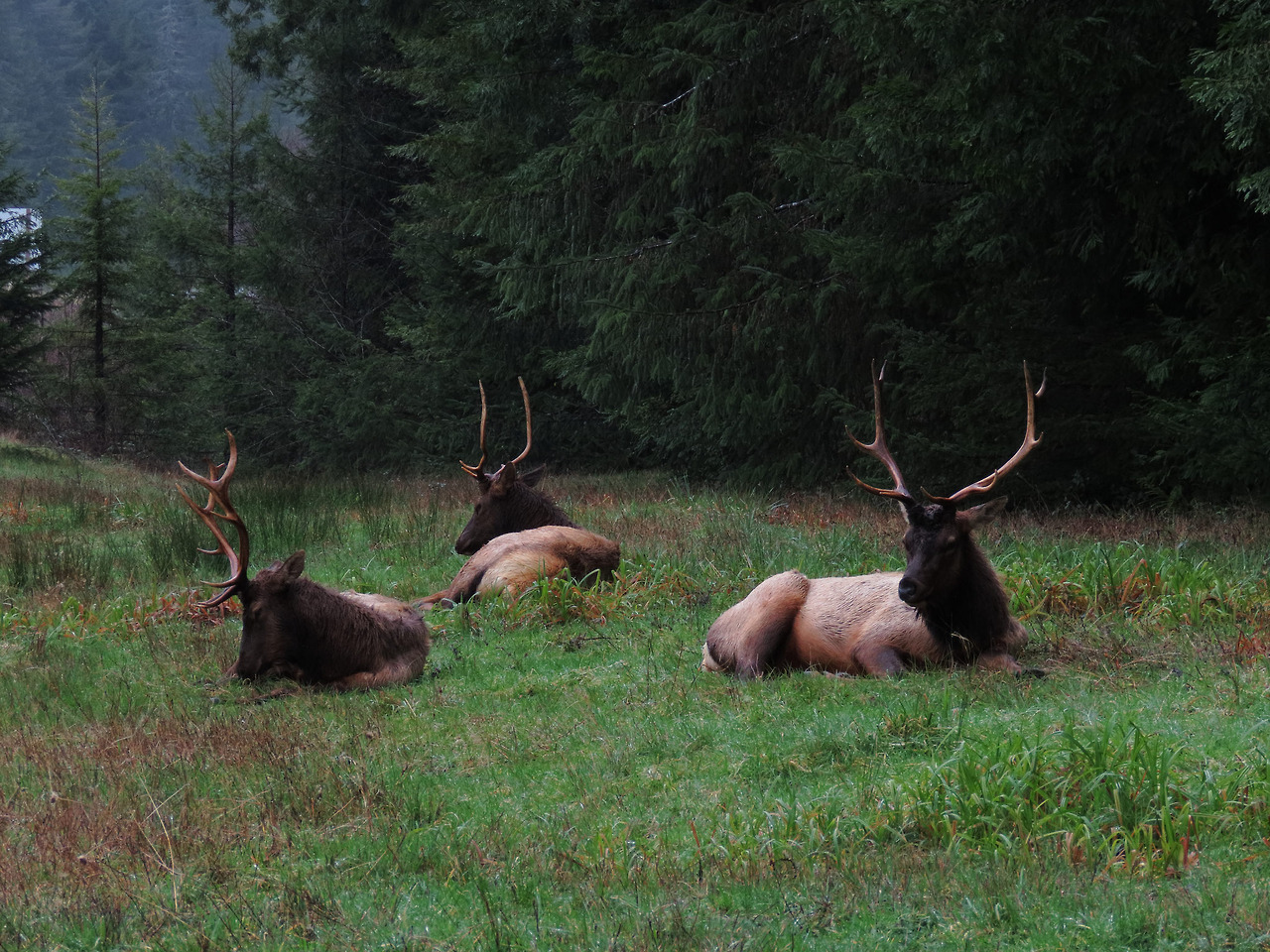 90377: bulls in the mist by glacierman  