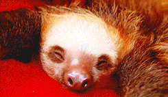 askyfullofwinterstarsss-deactiv:  Bucket of Sloths   