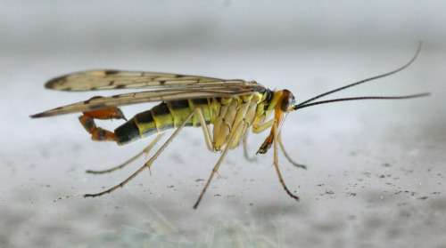A scorpion fly Panorpa cognata at my window.