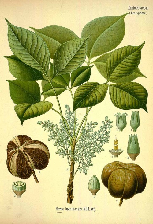 scientificillustration:Draft genome sequence of the rubber tree Hevea brasiliensis&ldquo;Hevea b