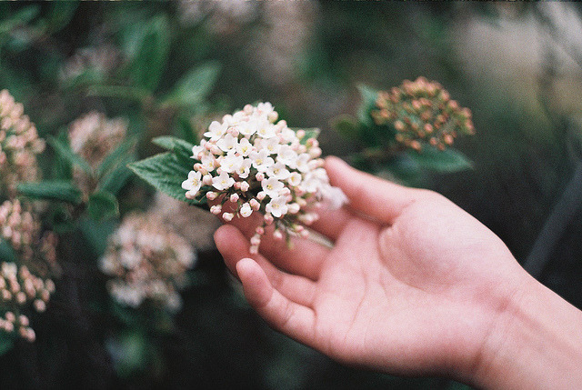 caulifl0wer: untitled by -vanished on Flickr. 