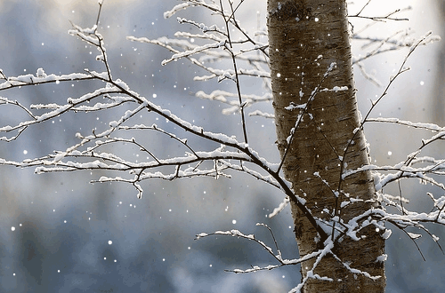 daniel-wellington:Let it snow!