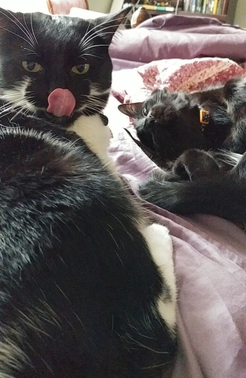 ryn-n-pets:marceline and mavis with me this morning