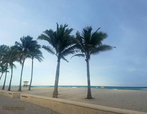Winter in Florida  #palmtrees #beaches #beachphotography #photography #s7photography #sexantusphoto 