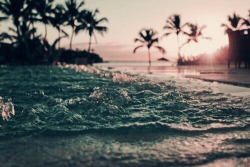 jungletopia:  summer | Tumblr op We Heart It