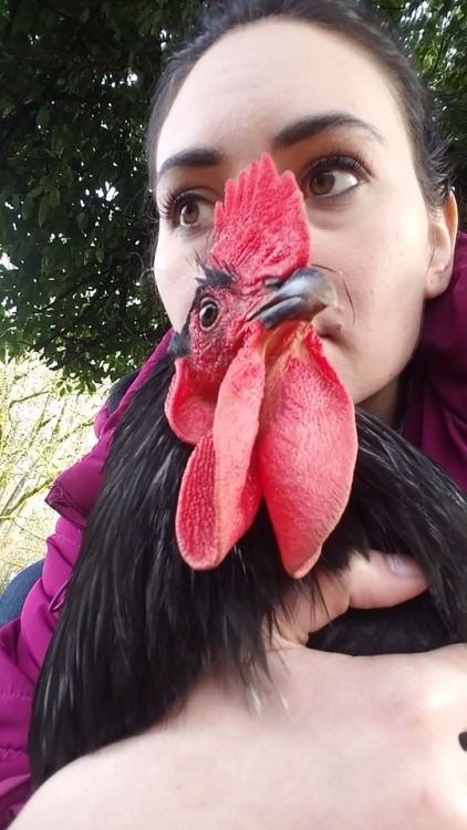 very cool chicken selfies: a collection 