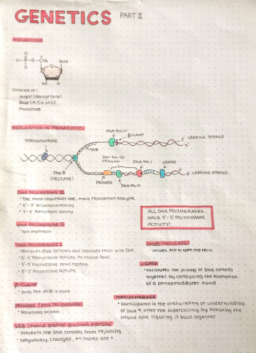 Some notes on genetics