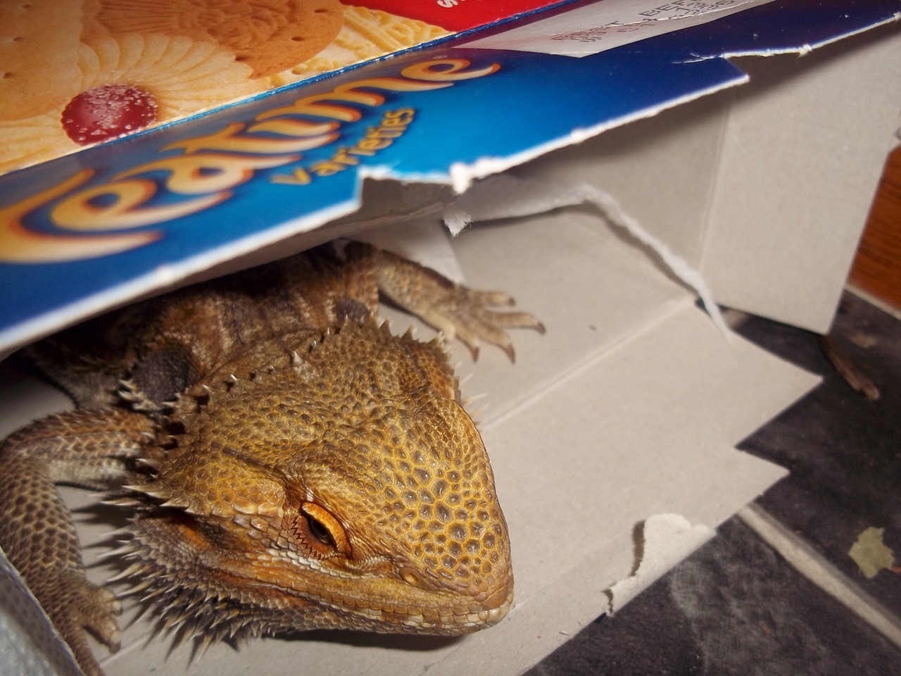 21st Jun 2017.UK weather.Fenster the bearded dragon enjoys basking