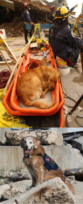 weallheartonedirection:  This is Bretagne. She is the last known living 9/11 search dog. Top photo is 2001, bottom is 2014, she has yet to retire 