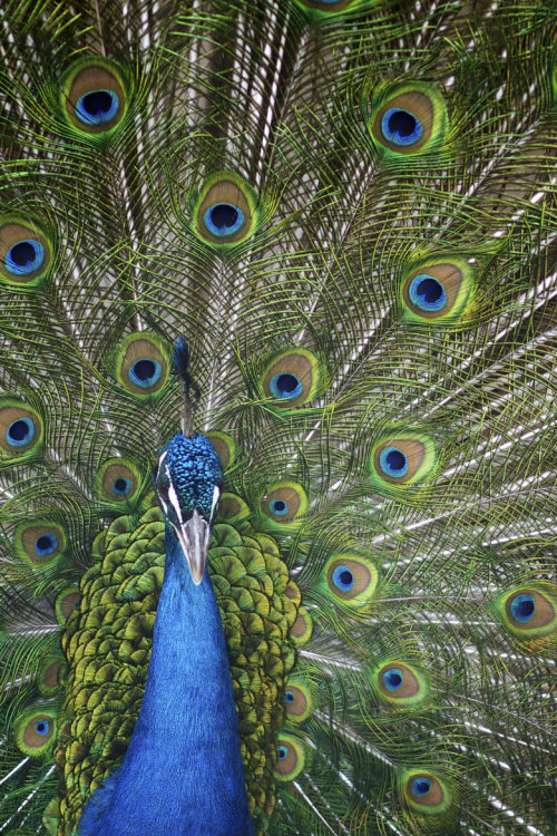 ternpest:  Showoff | Ben Denison  